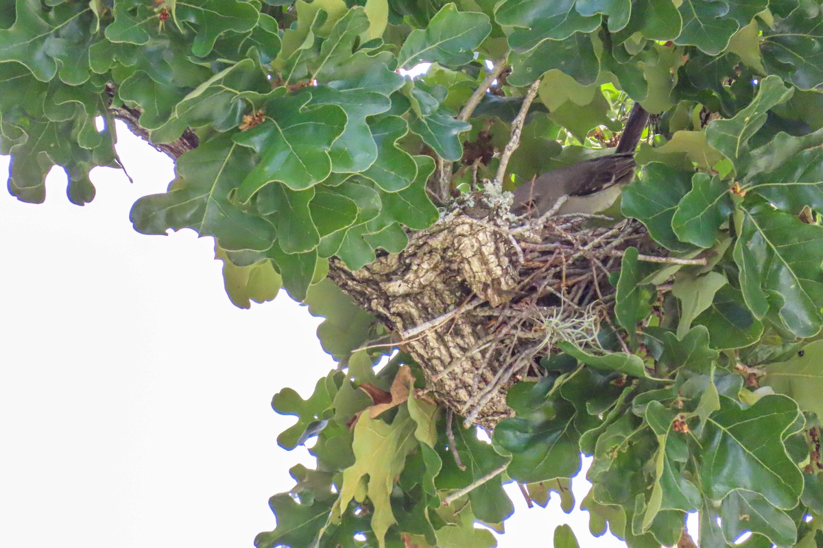 Northern Mockingbird - ML638606983