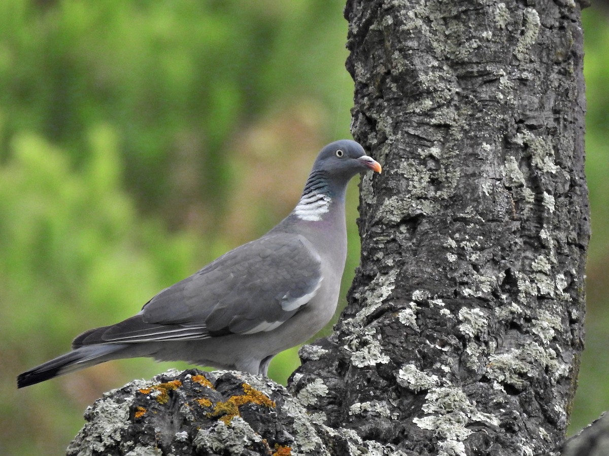 Common Wood-Pigeon - ML638607003