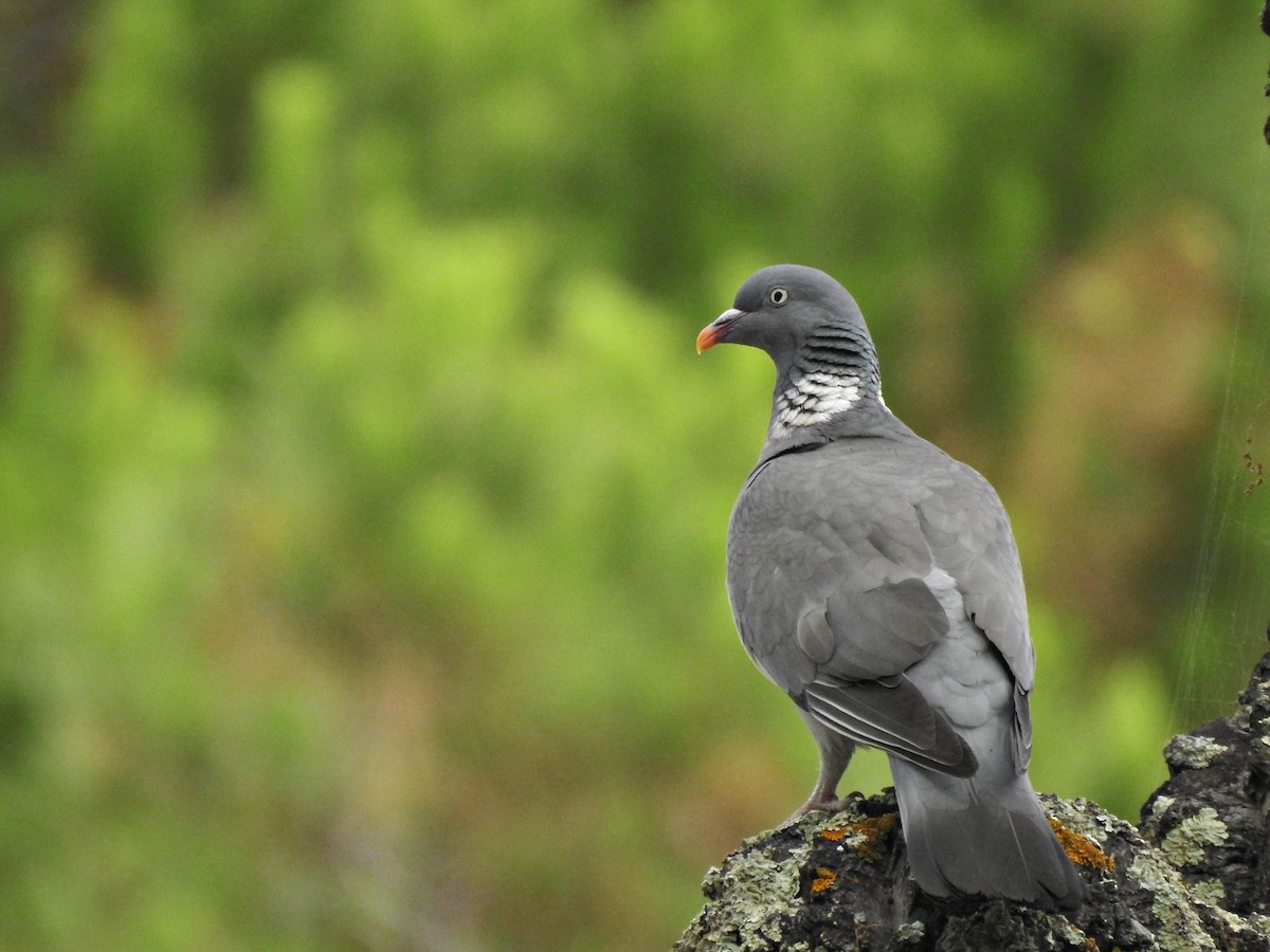 Common Wood-Pigeon - ML638607005
