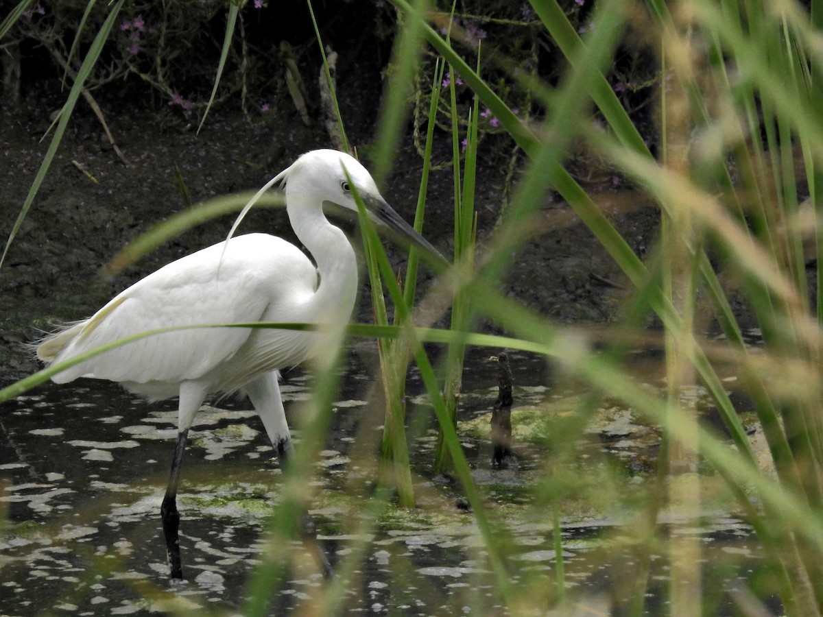Little Egret - ML638607013
