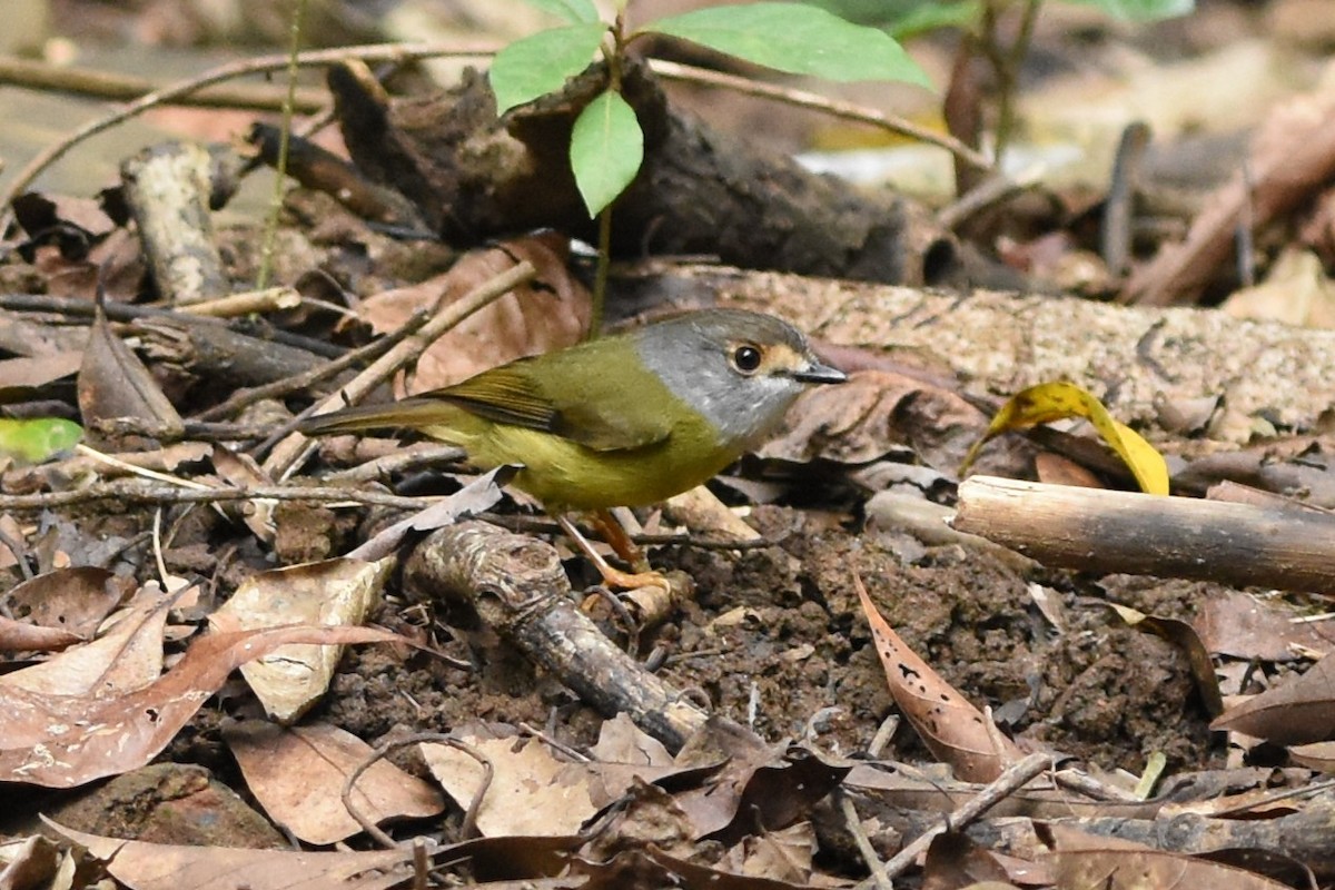 Pale-yellow Robin - ML638607098