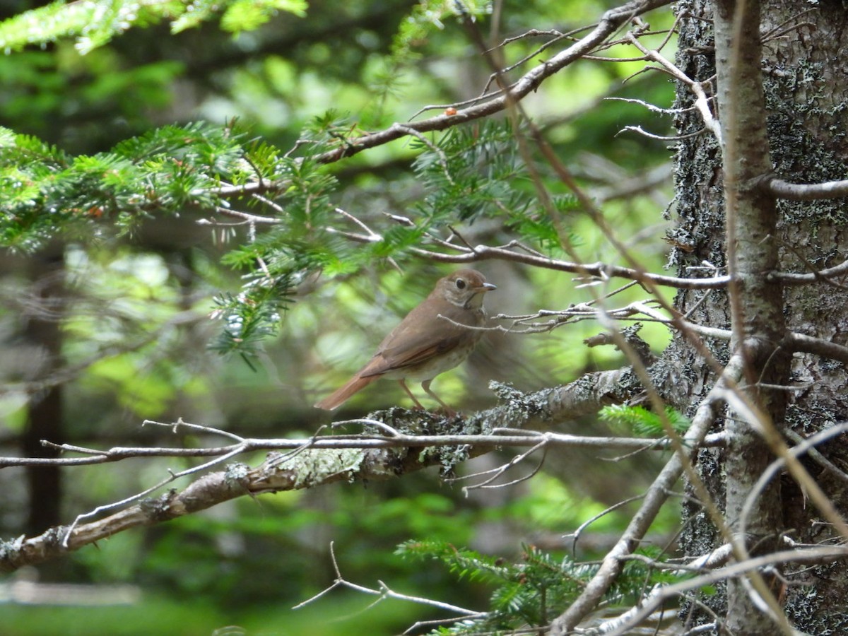 Hermit Thrush - ML638607102
