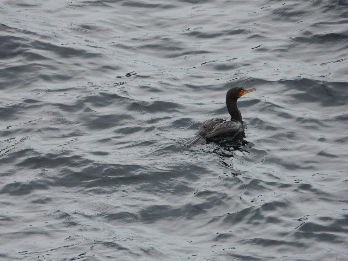 Cormoran à aigrettes - ML638607163