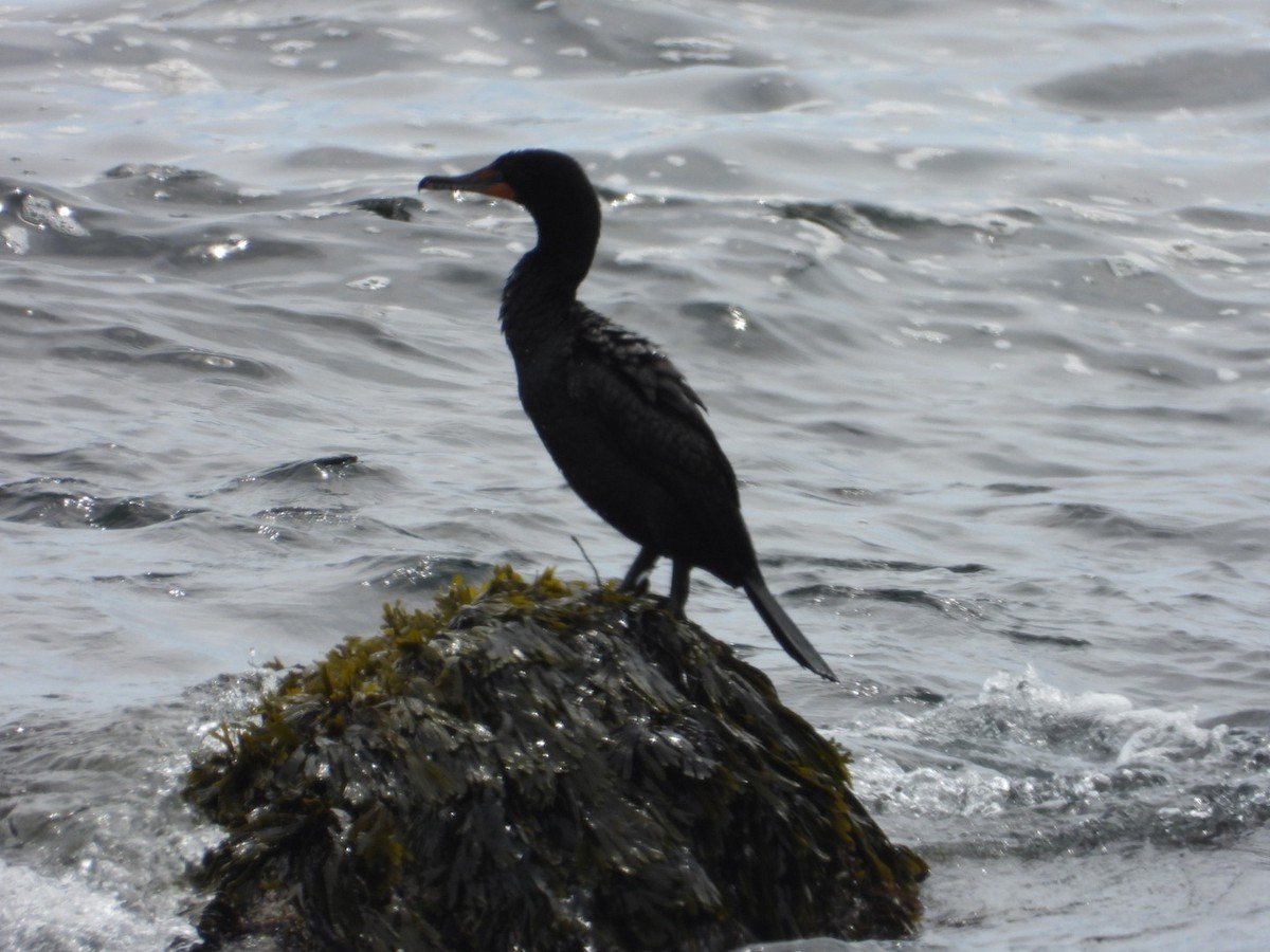 Cormoran à aigrettes - ML638607164