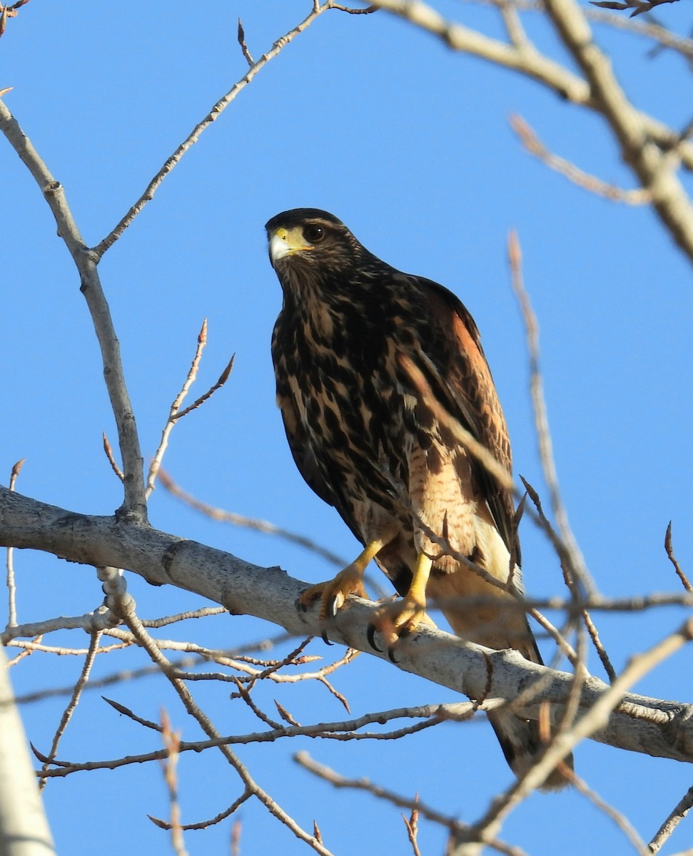 Harris's Hawk - ML638607182
