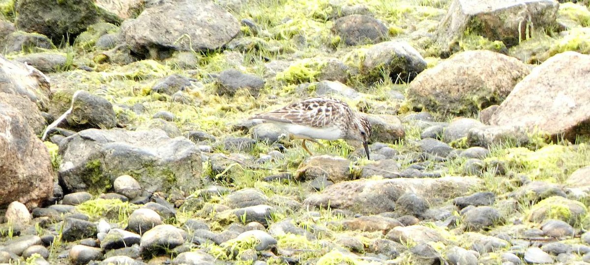 Least Sandpiper - ML638607192