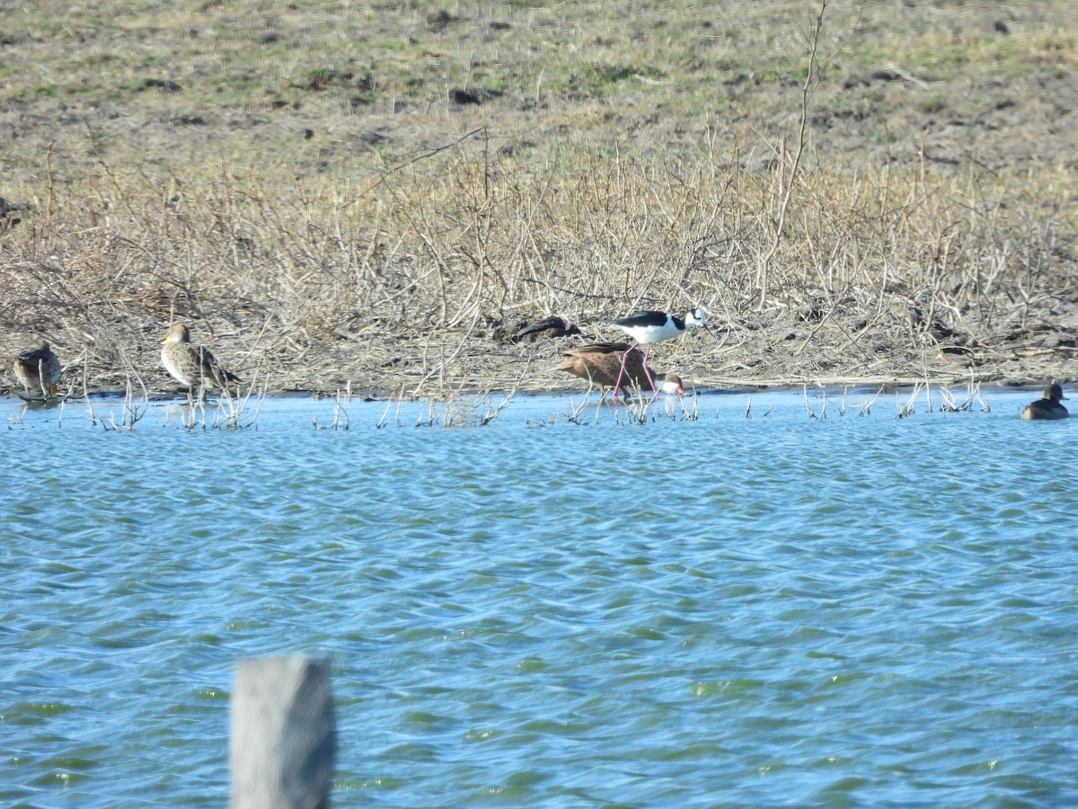 White-cheeked Pintail - ML638607197