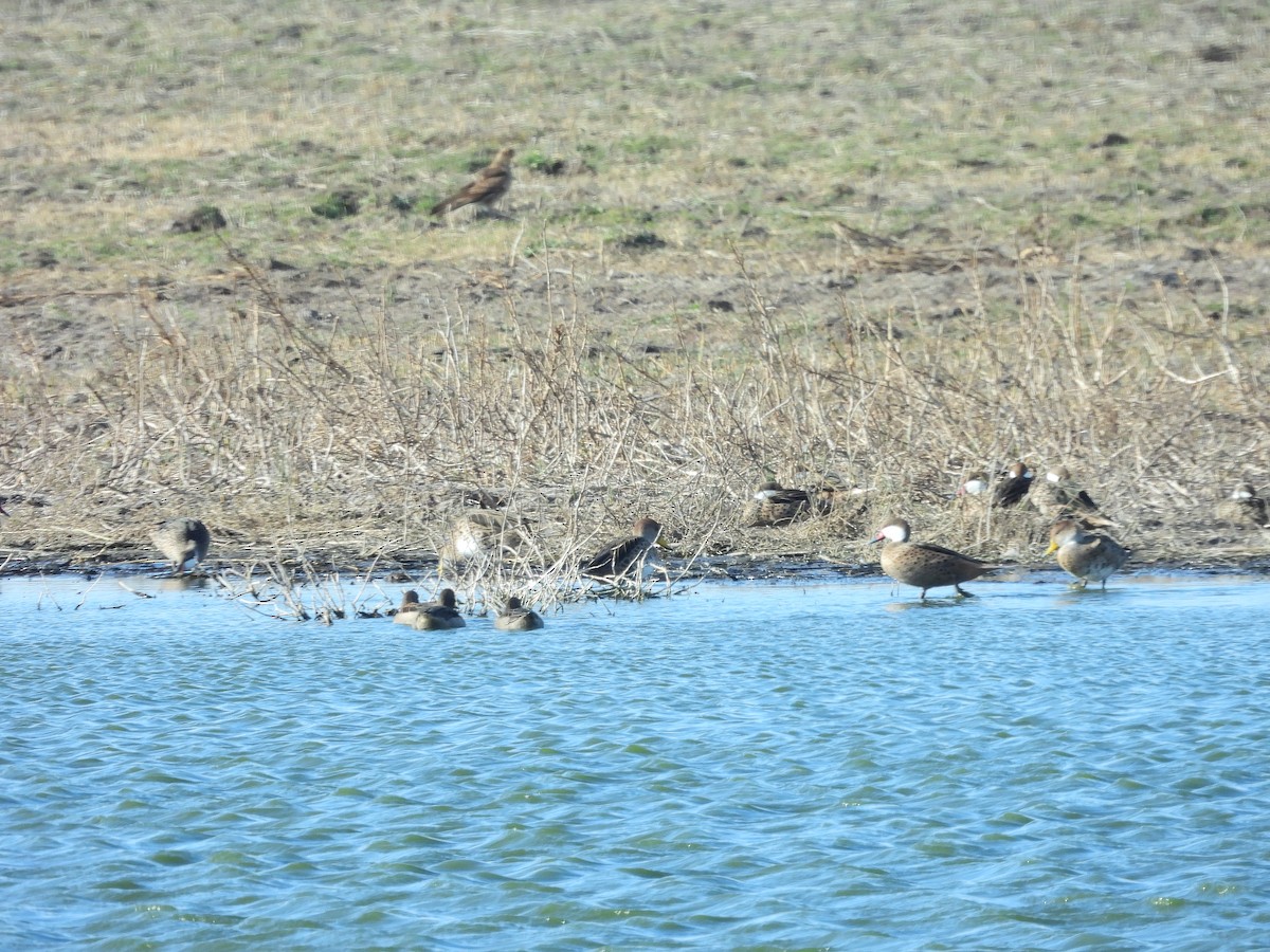 White-cheeked Pintail - ML638607198