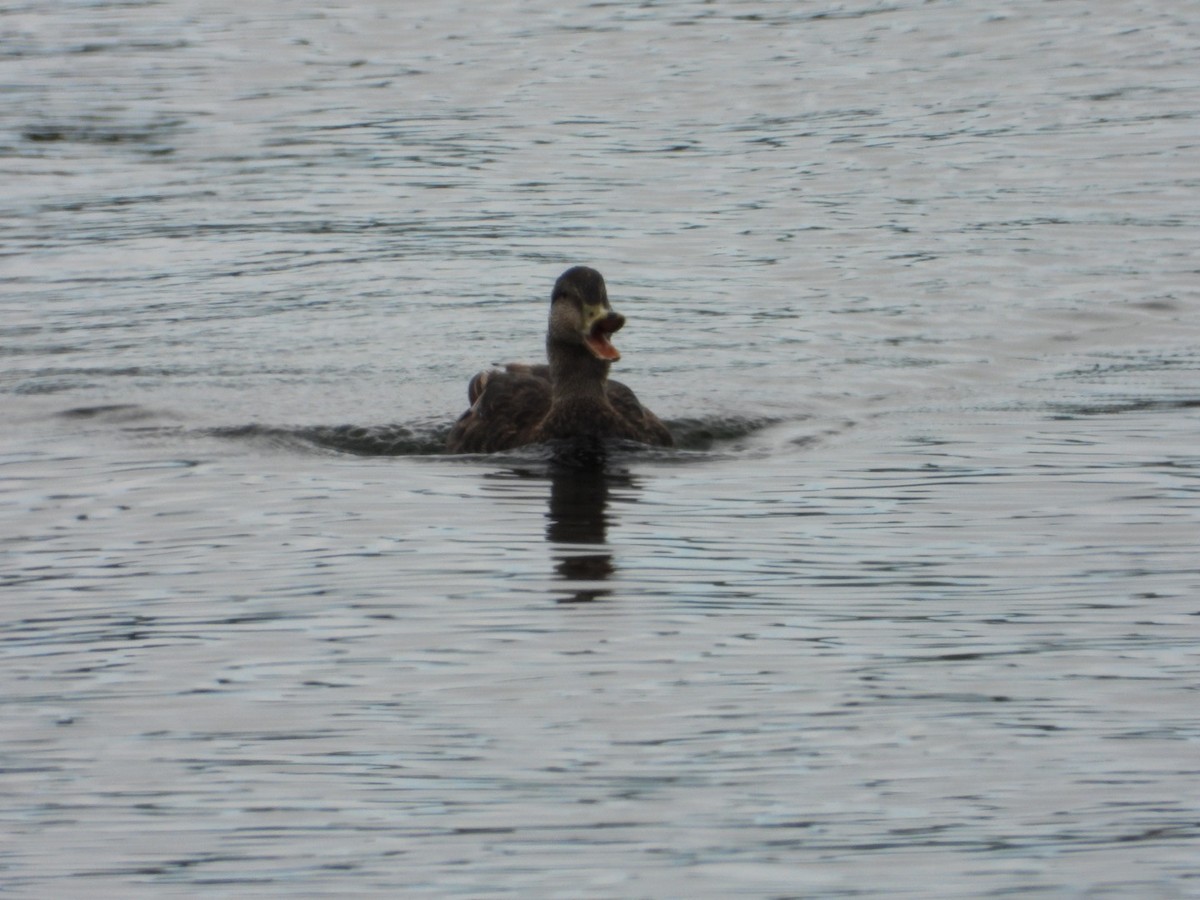 American Black Duck - ML638607199