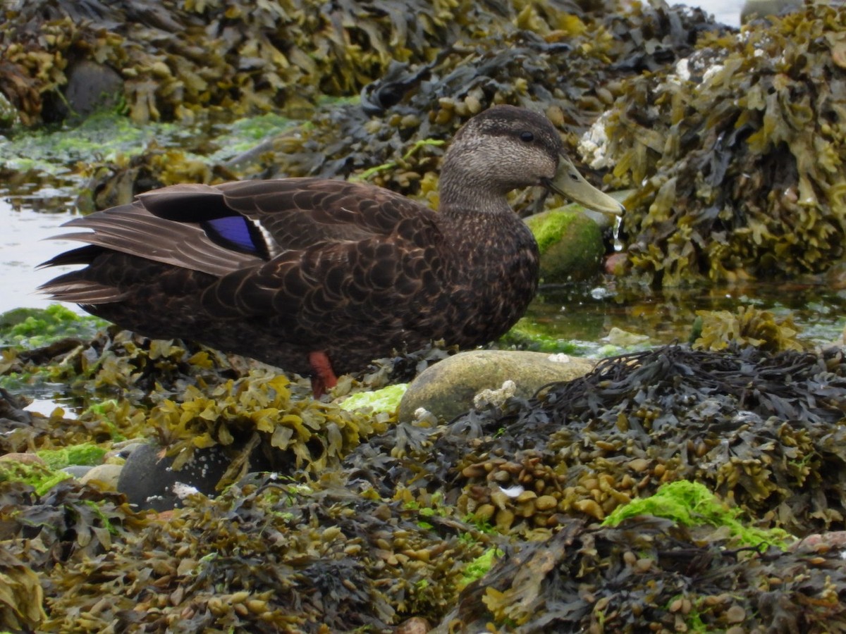 American Black Duck - ML638607200