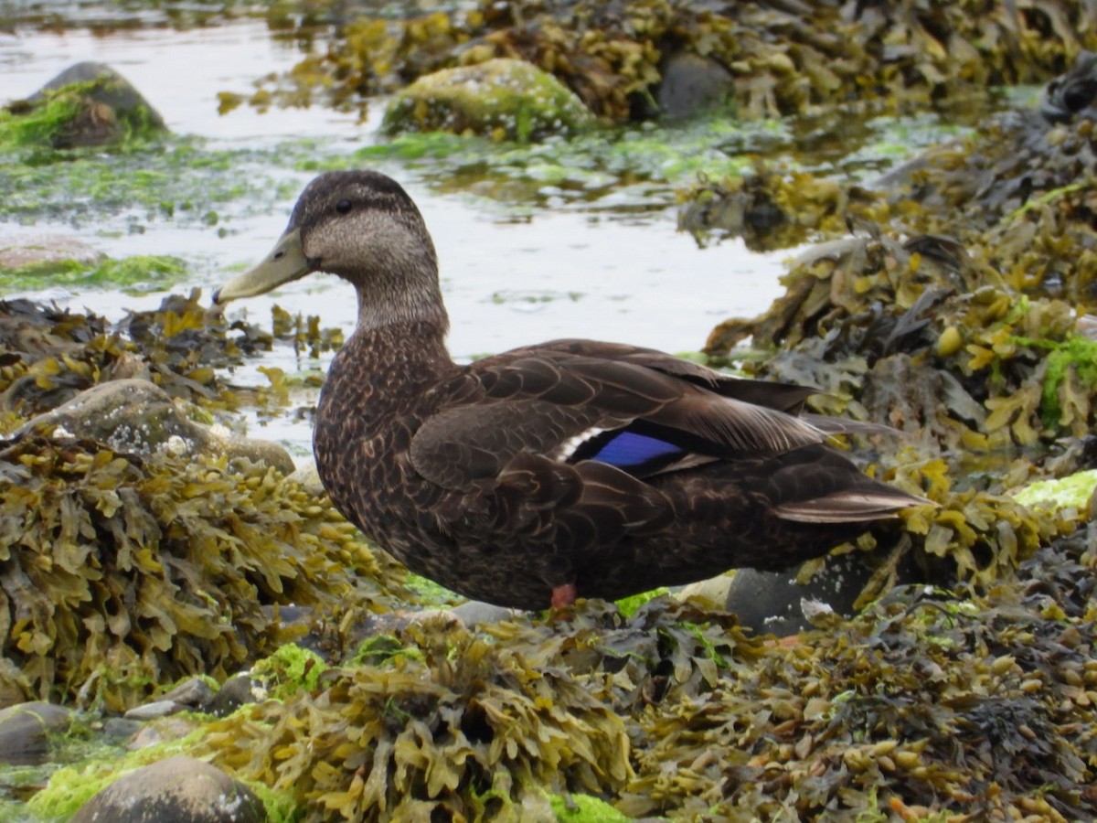 American Black Duck - ML638607201