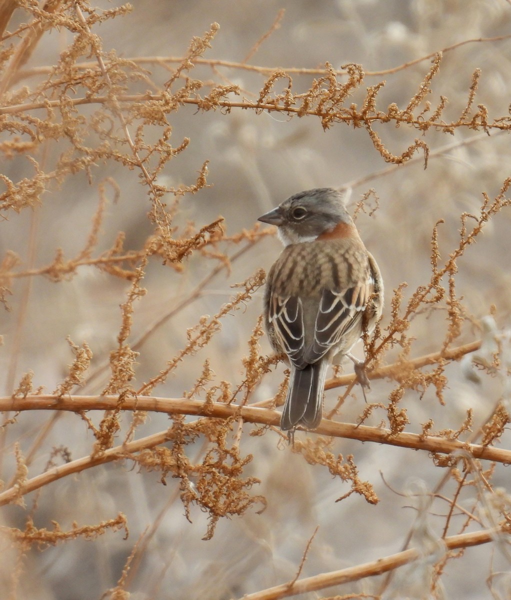 Rufous-collared Sparrow - ML638607202