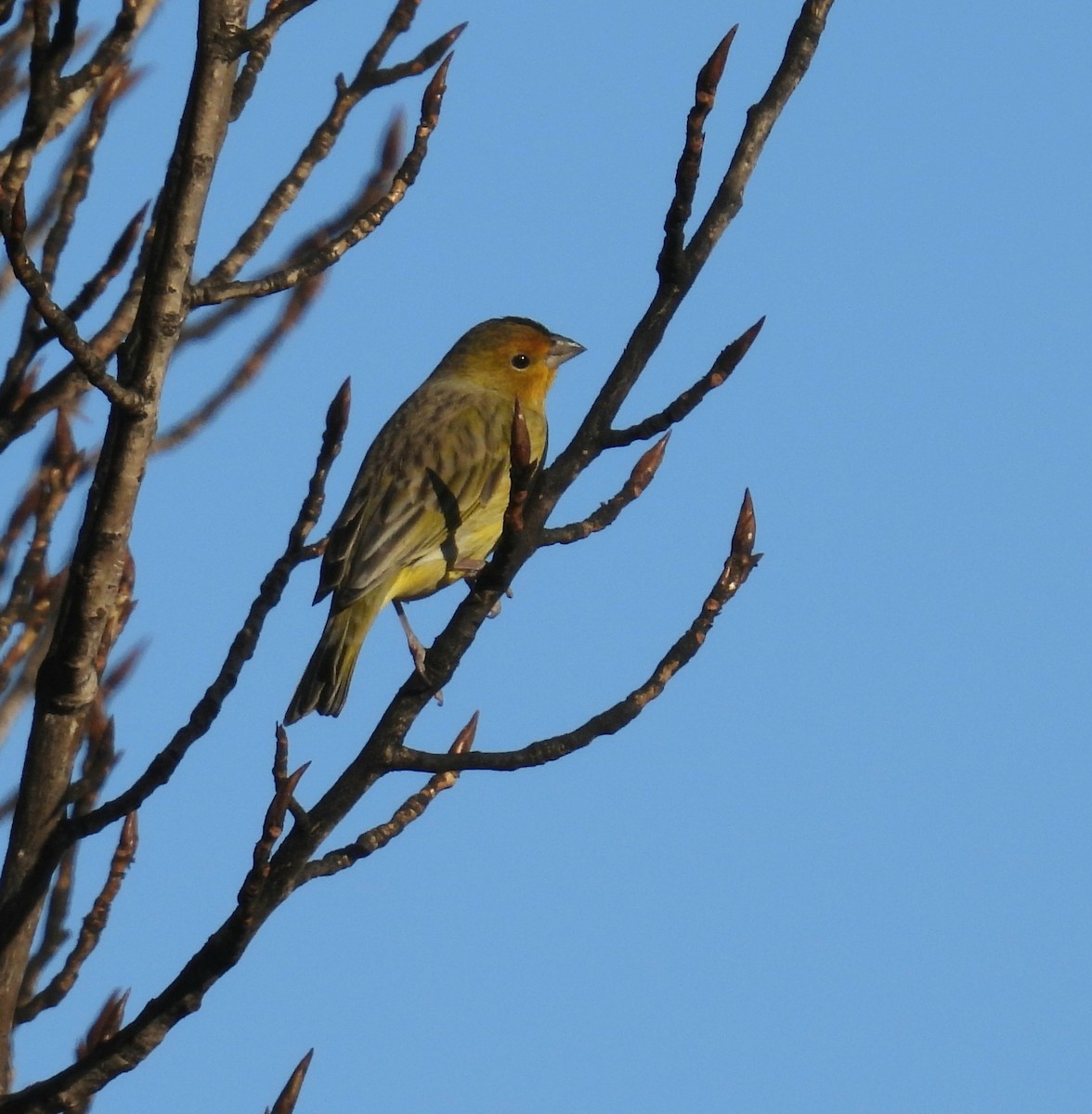 Saffron Finch - ML638607211