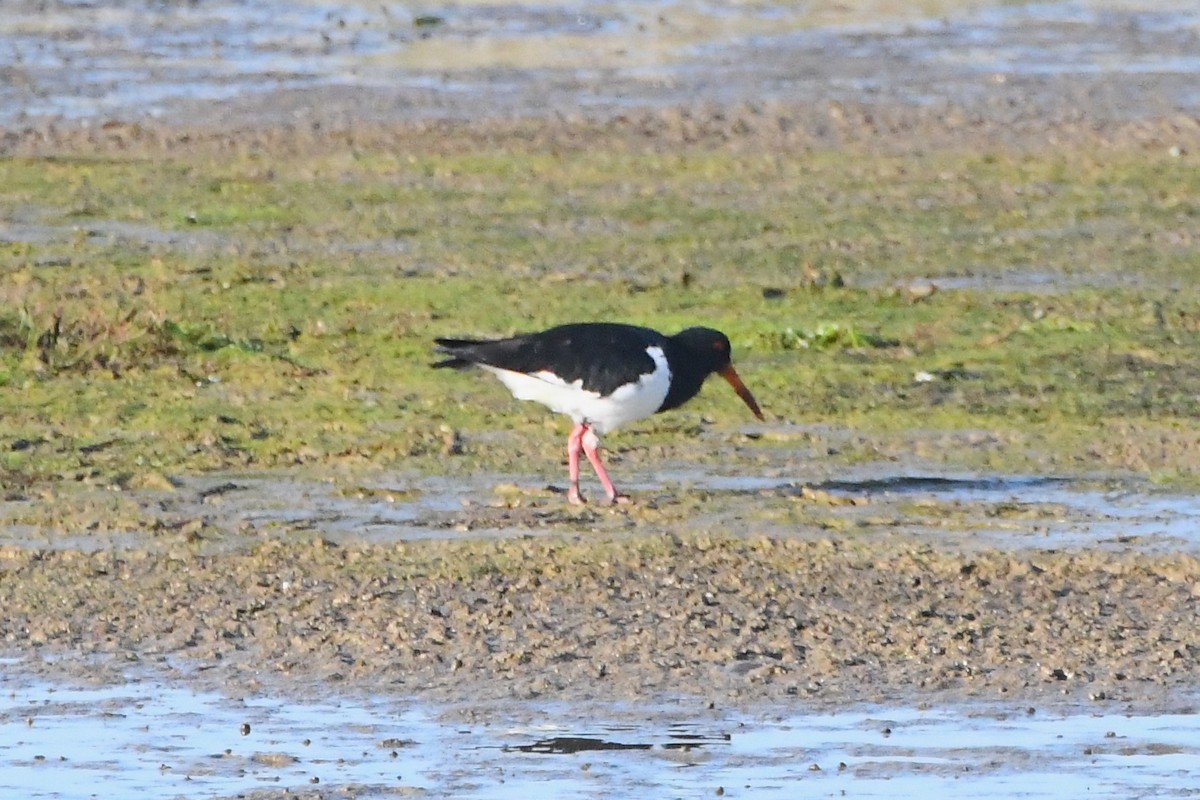 Pied Oystercatcher - ML638607222