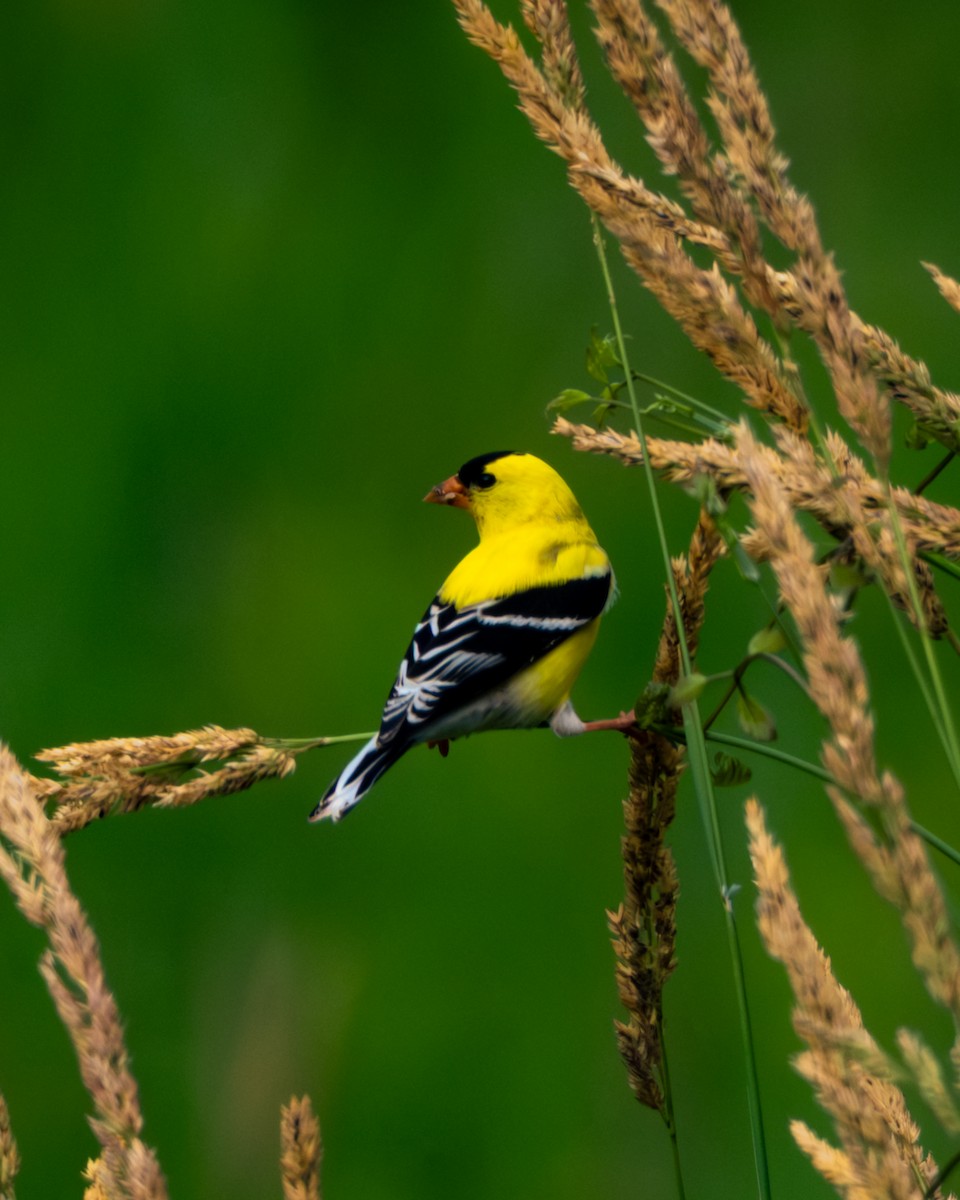 American Goldfinch - ML638607254