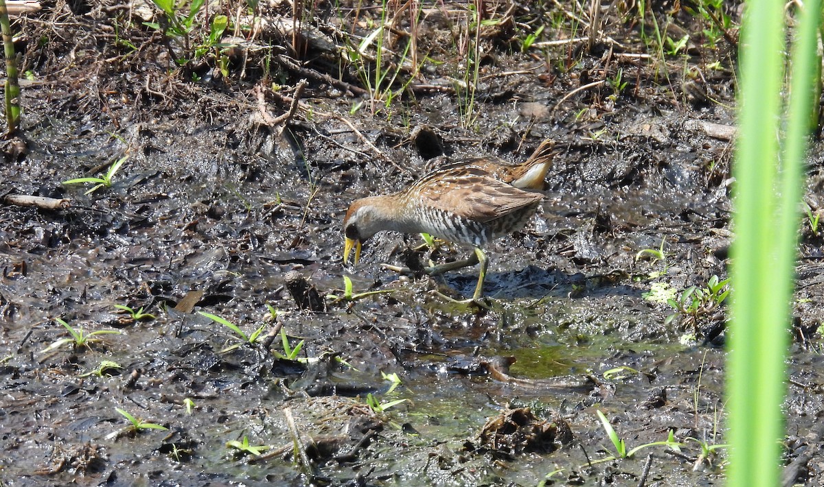 chřástal karolínský - ML638607269