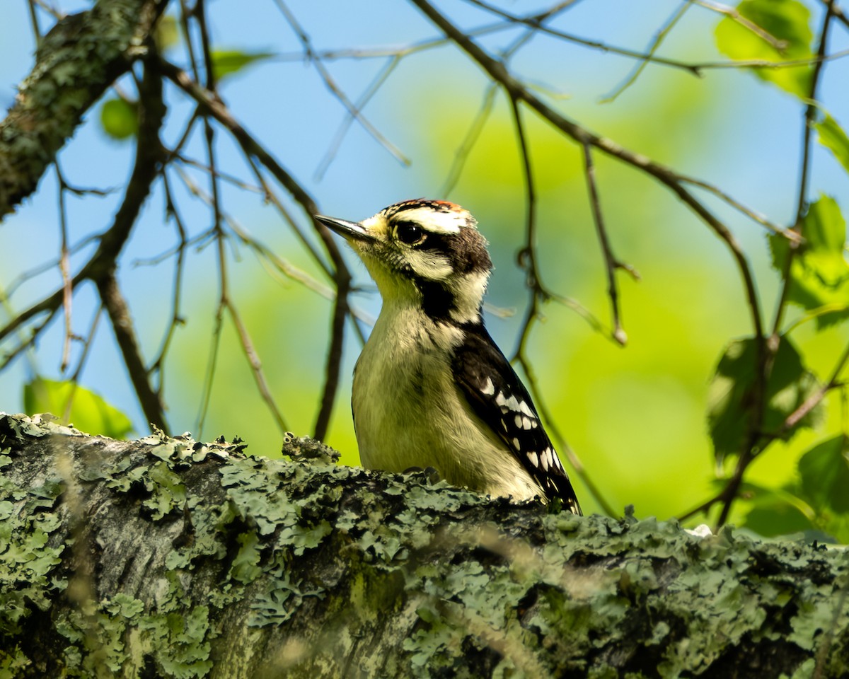 Downy Woodpecker - ML638607279