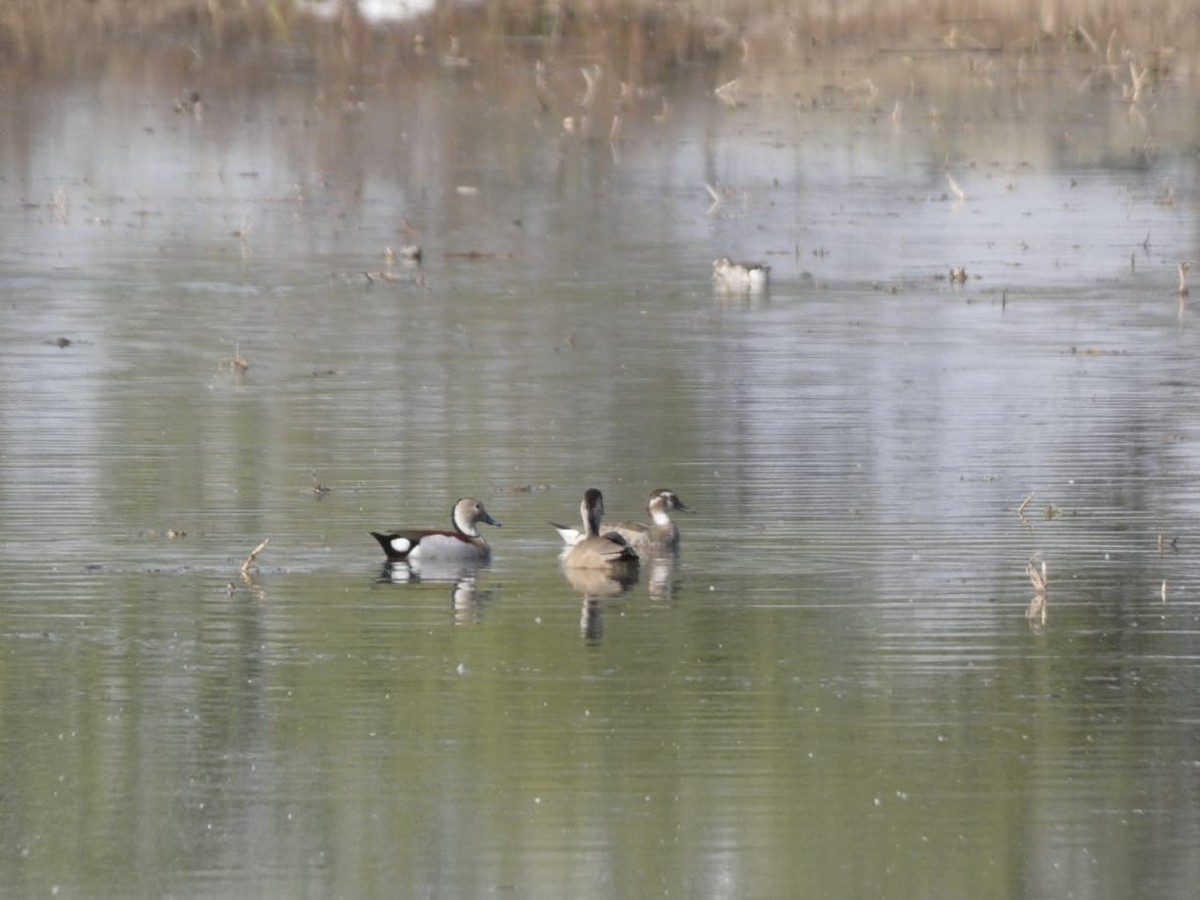 Ringed Teal - ML638607310