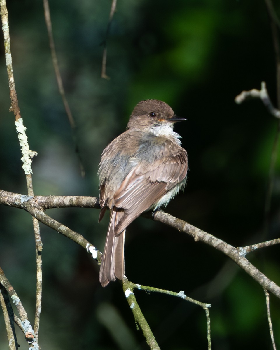 Eastern Phoebe - ML638607312