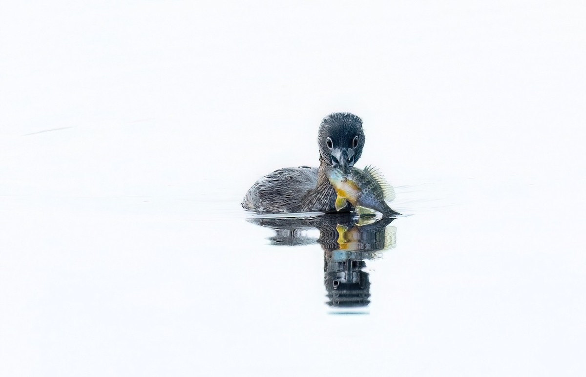 Pied-billed Grebe - ML638607317