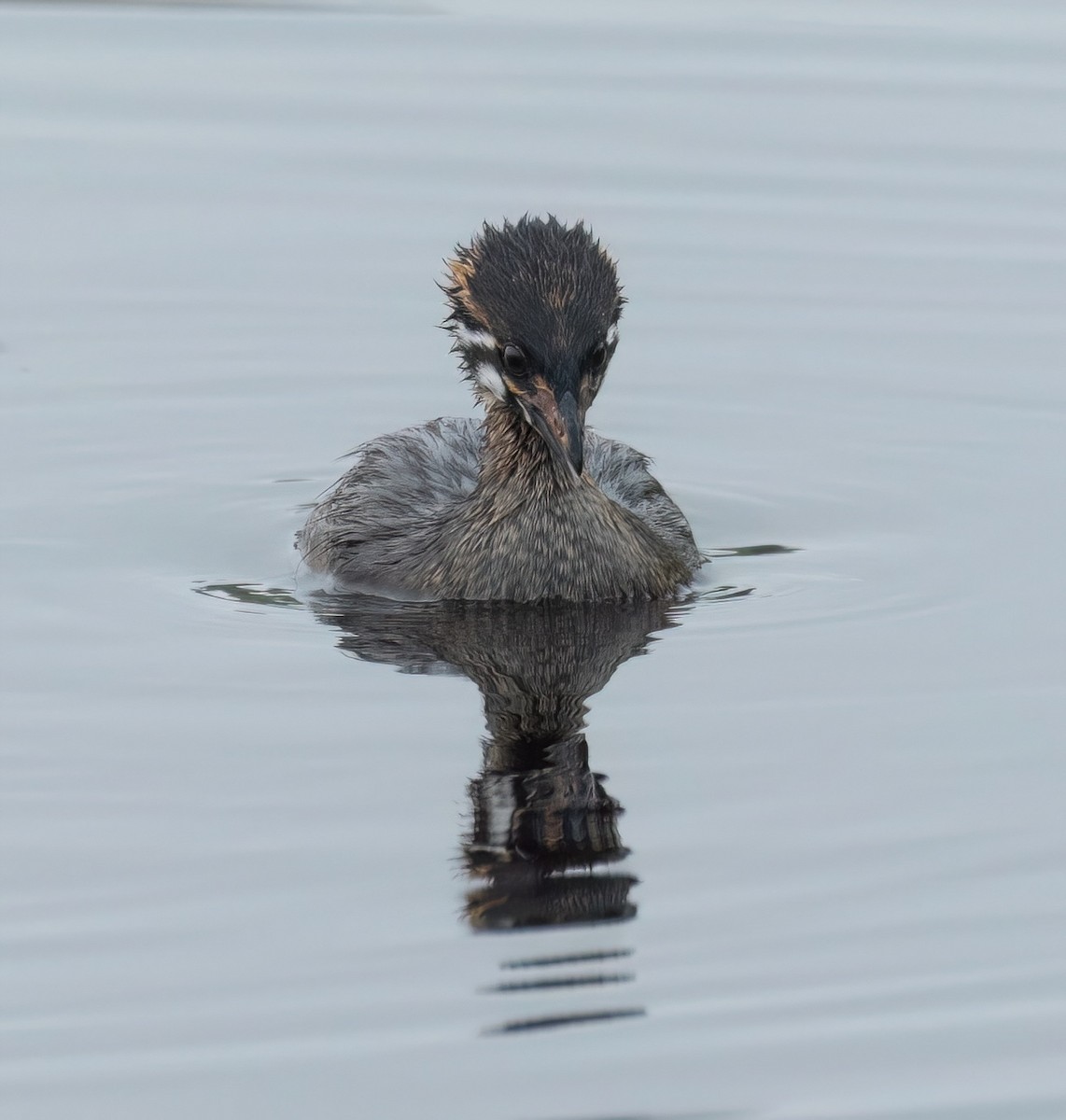 Pied-billed Grebe - ML638607318