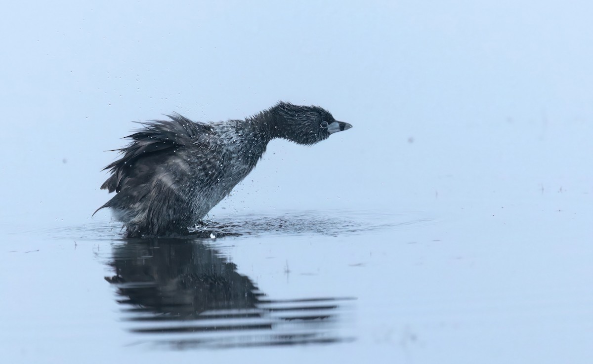 Pied-billed Grebe - ML638607319