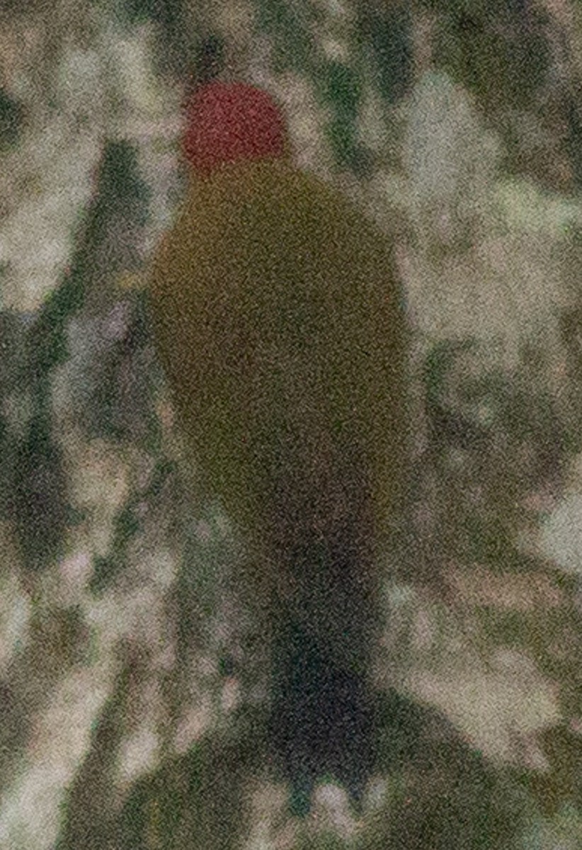 Pic à ailes rousses - ML638607322