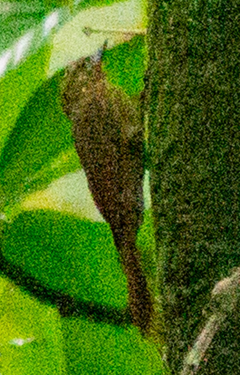 Wedge-billed Woodcreeper - ML638607329