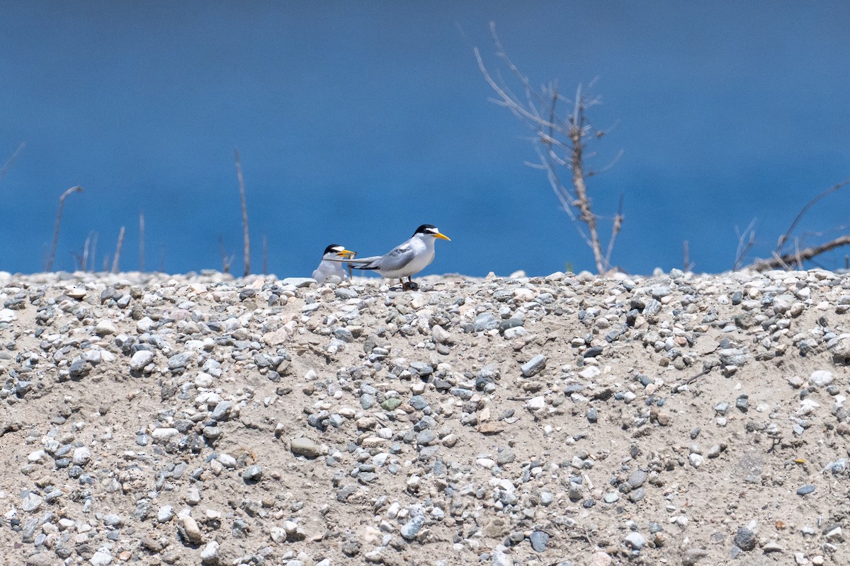 Least Tern - ML638607333