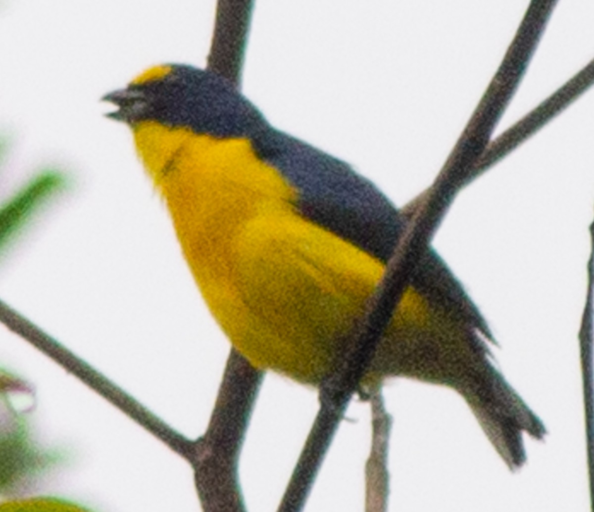 Yellow-throated Euphonia - ML638607335