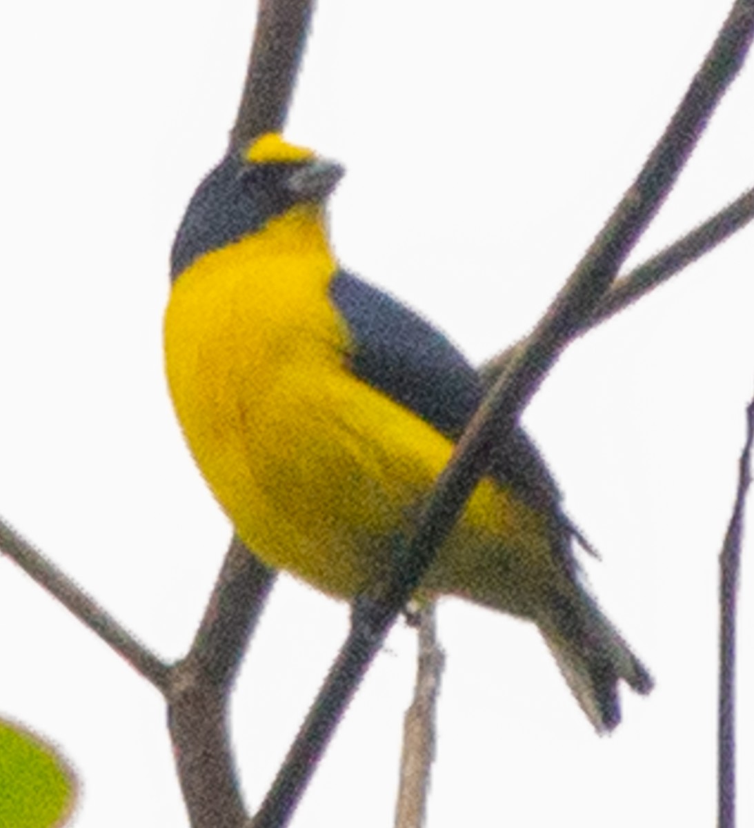 Yellow-throated Euphonia - ML638607336