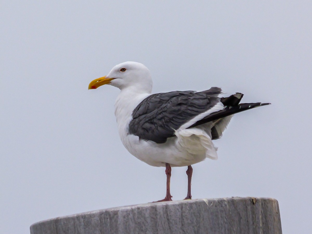 Western Gull - ML638607337