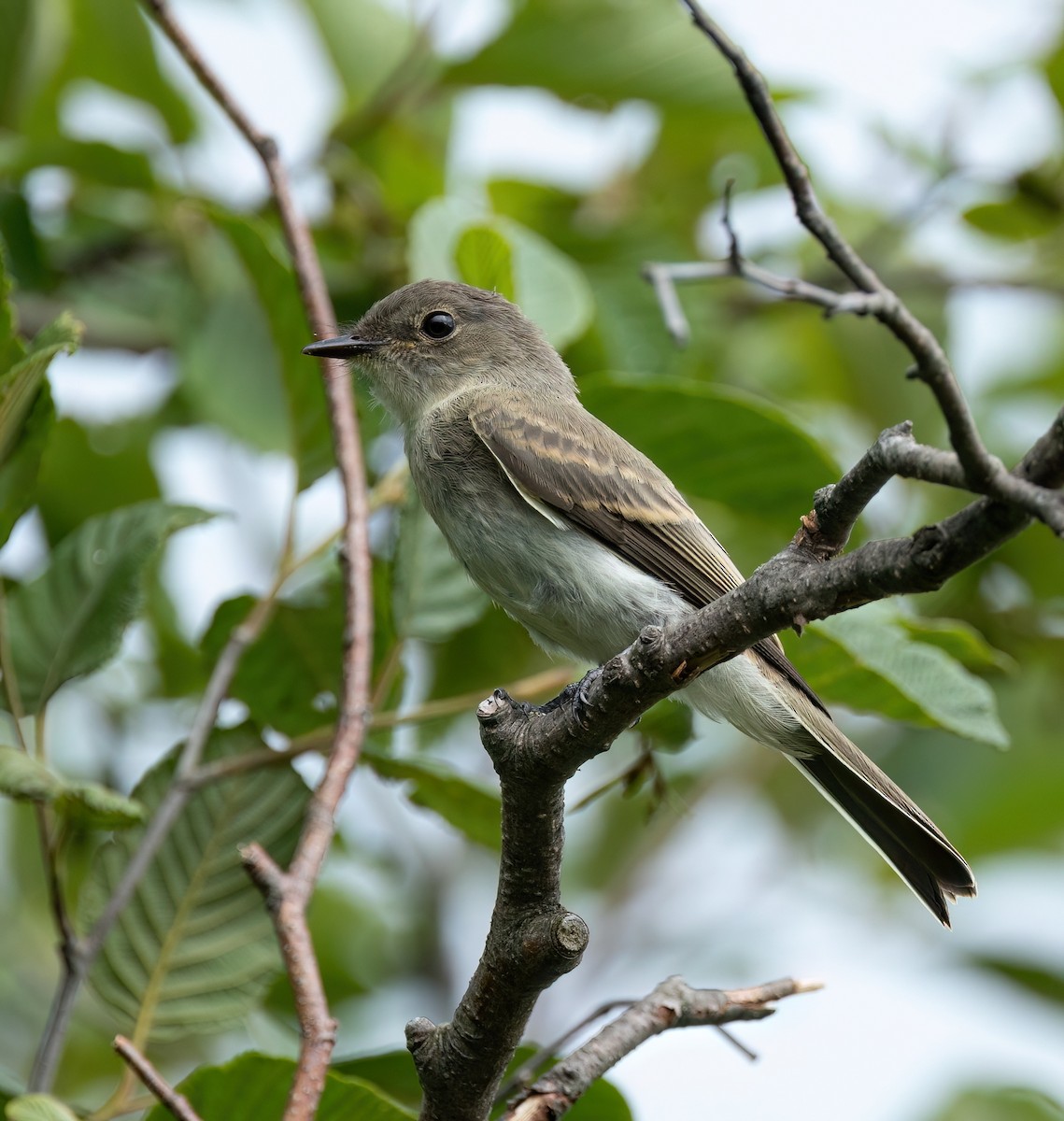 Mosquero Fibí - ML638607338
