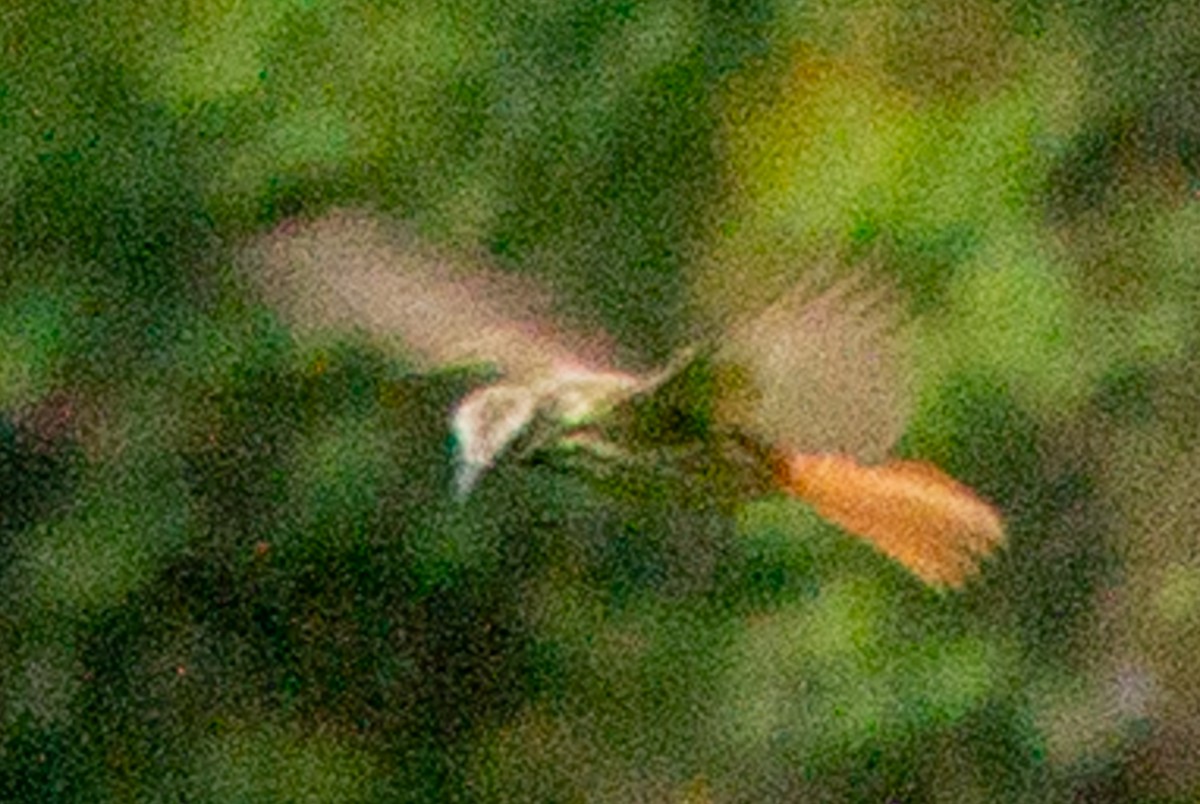 Sulphur-bellied Flycatcher - ML638607341