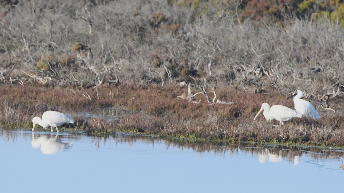 Royal Spoonbill - ML638607342
