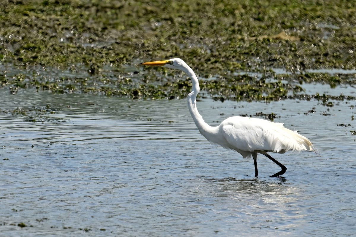 Great Egret - ML638607343