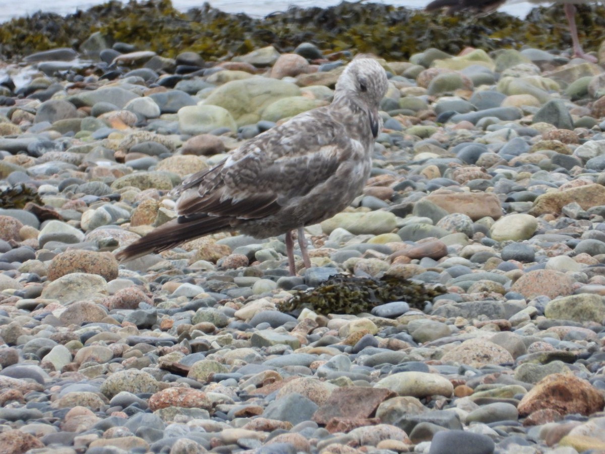 American Herring Gull - ML638607346