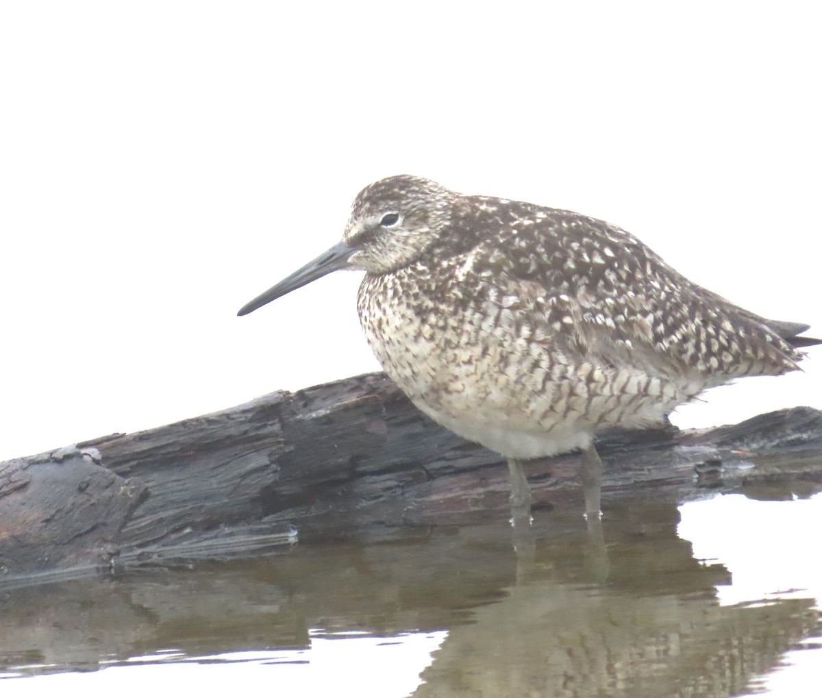Willet - ML638607347