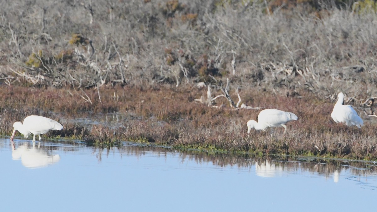 Yellow-billed Spoonbill - ML638607348