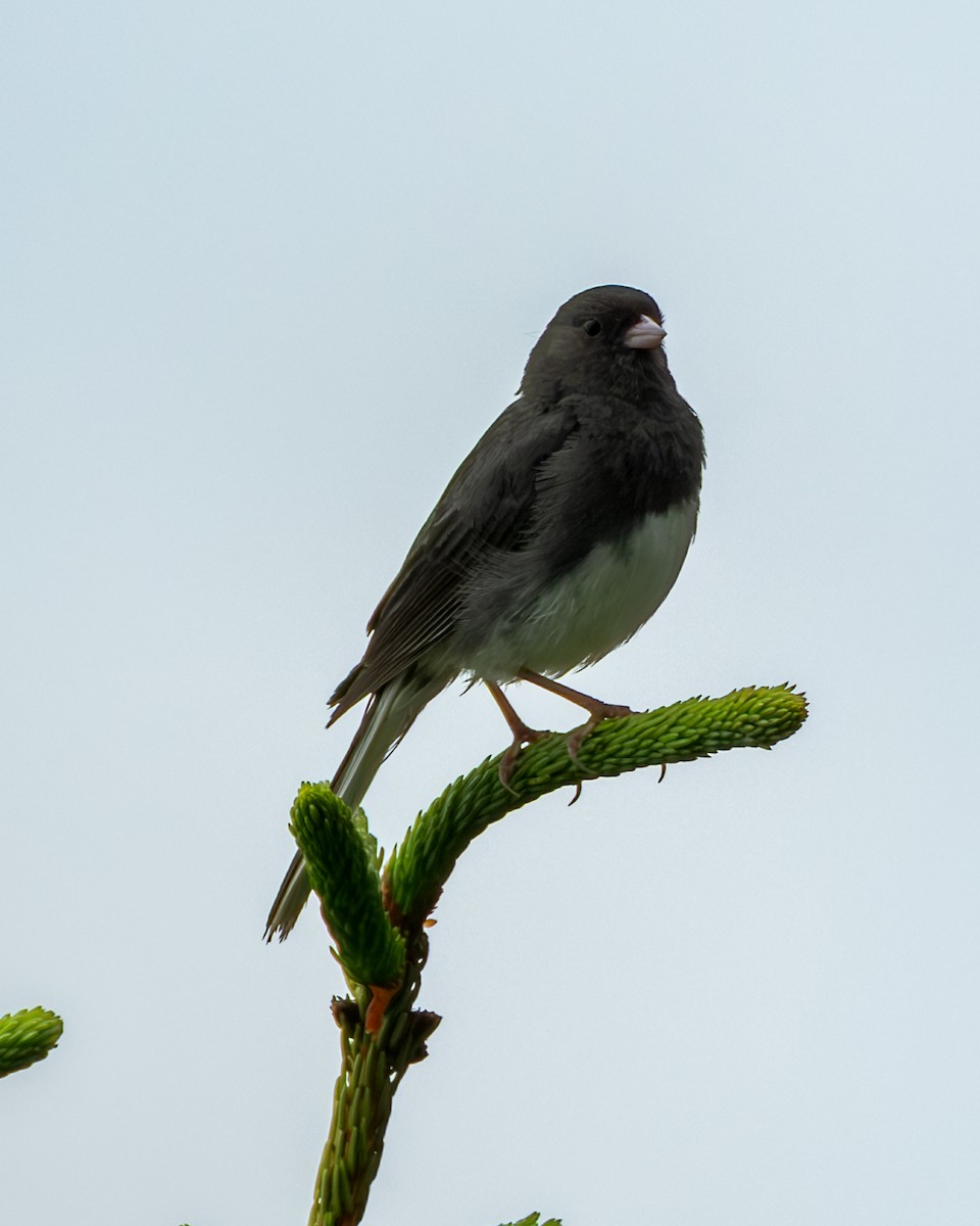 Dark-eyed Junco - ML638607351
