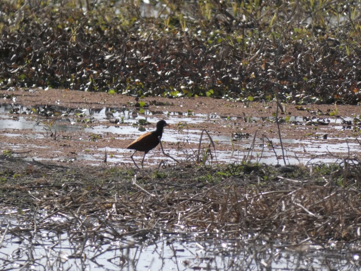Wattled Jacana - ML638607354
