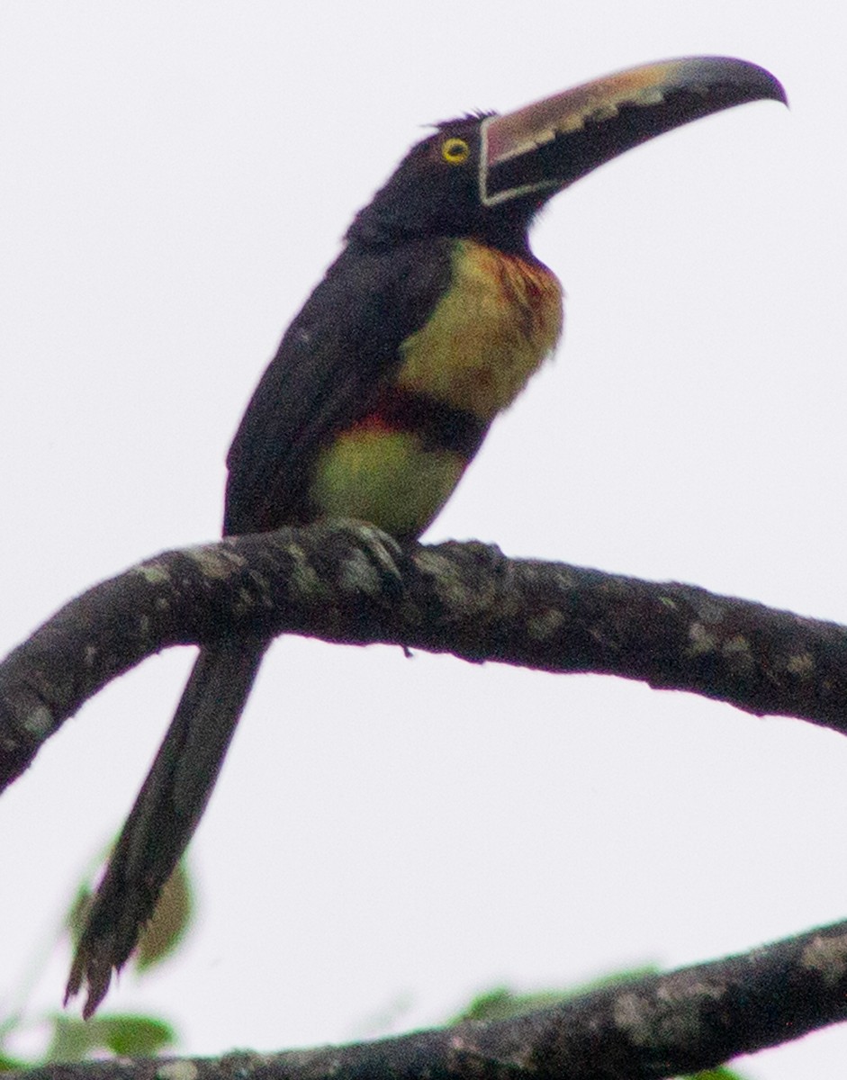 Collared Aracari - ML638607355