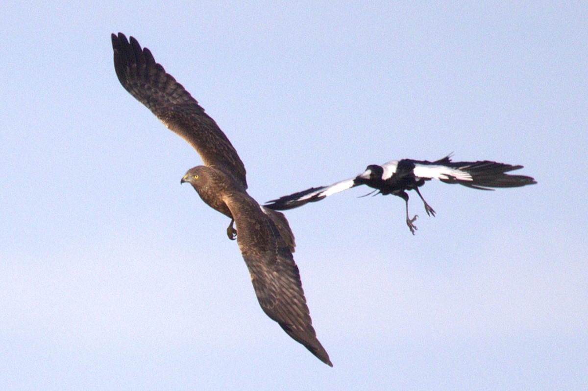 Swamp Harrier - ML638607357