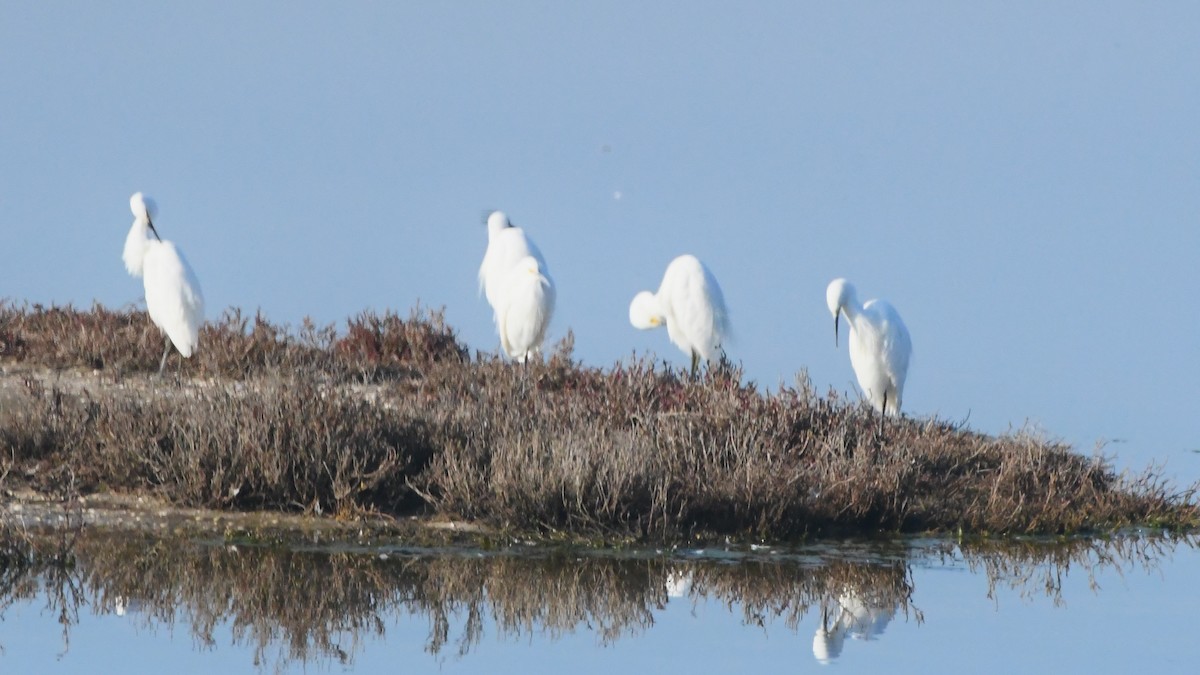 Little Egret - ML638607358