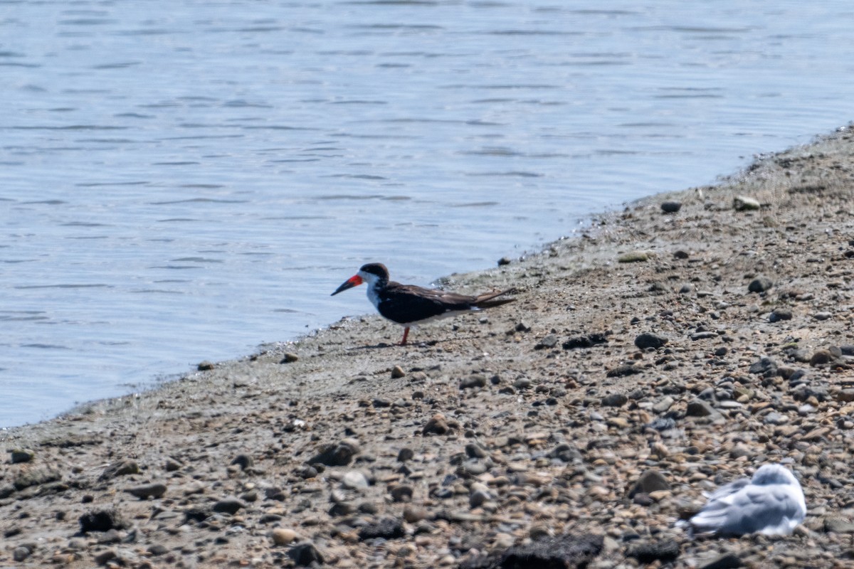 Black Skimmer - ML638607359