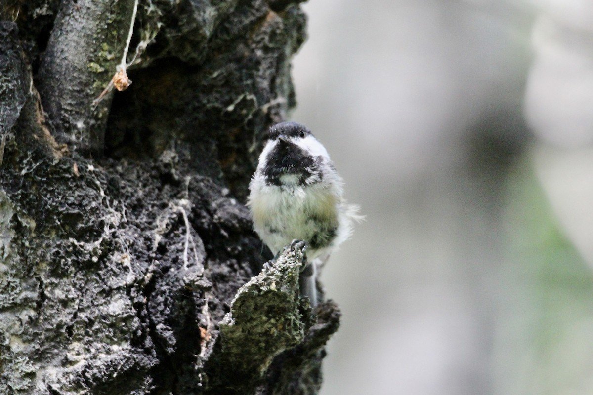 Black-capped Chickadee - ML638607360