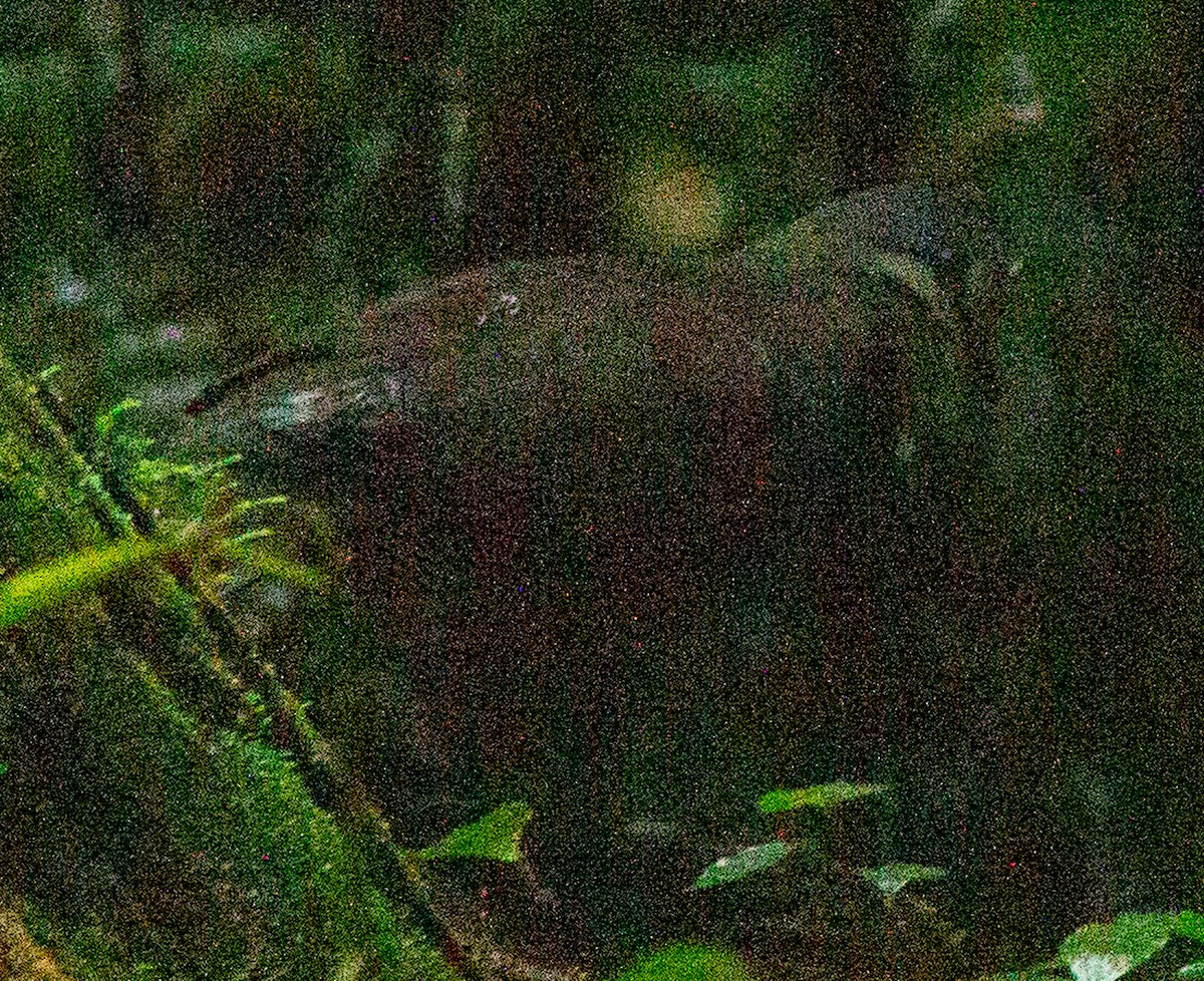 Purplish-backed Quail-Dove - ML638607363