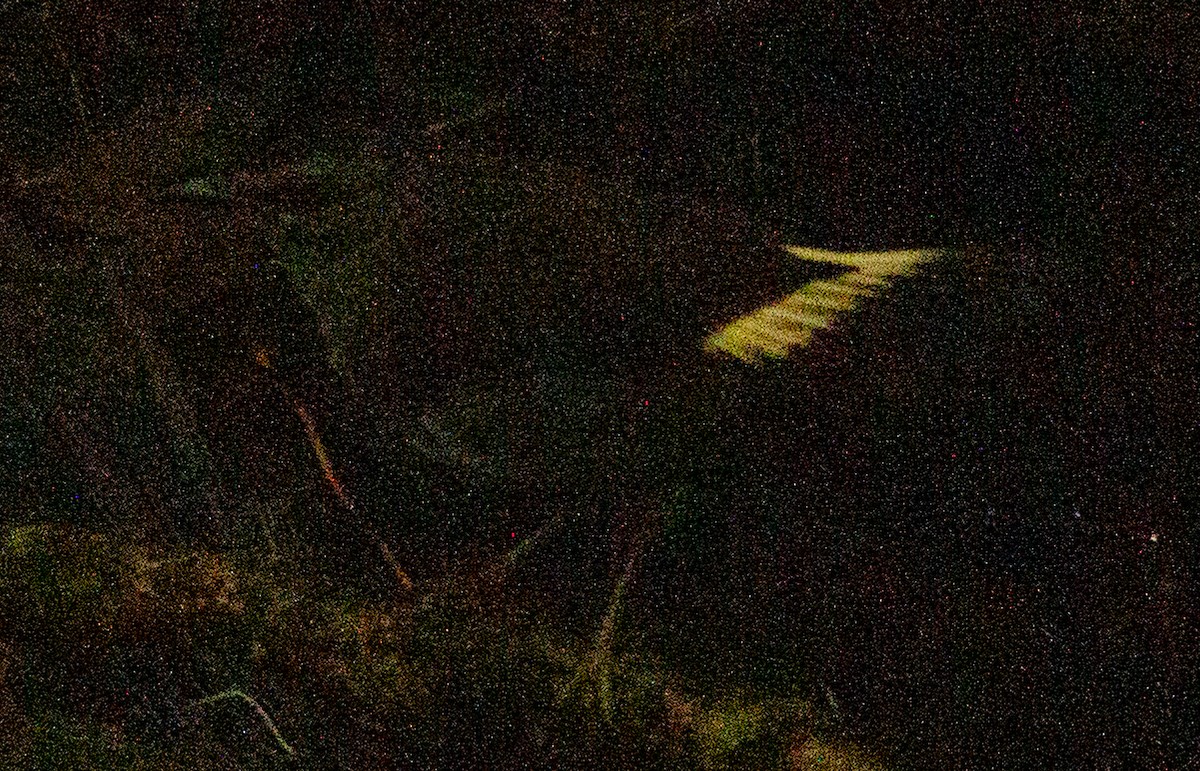 Buff-rumped Warbler - ML638607381