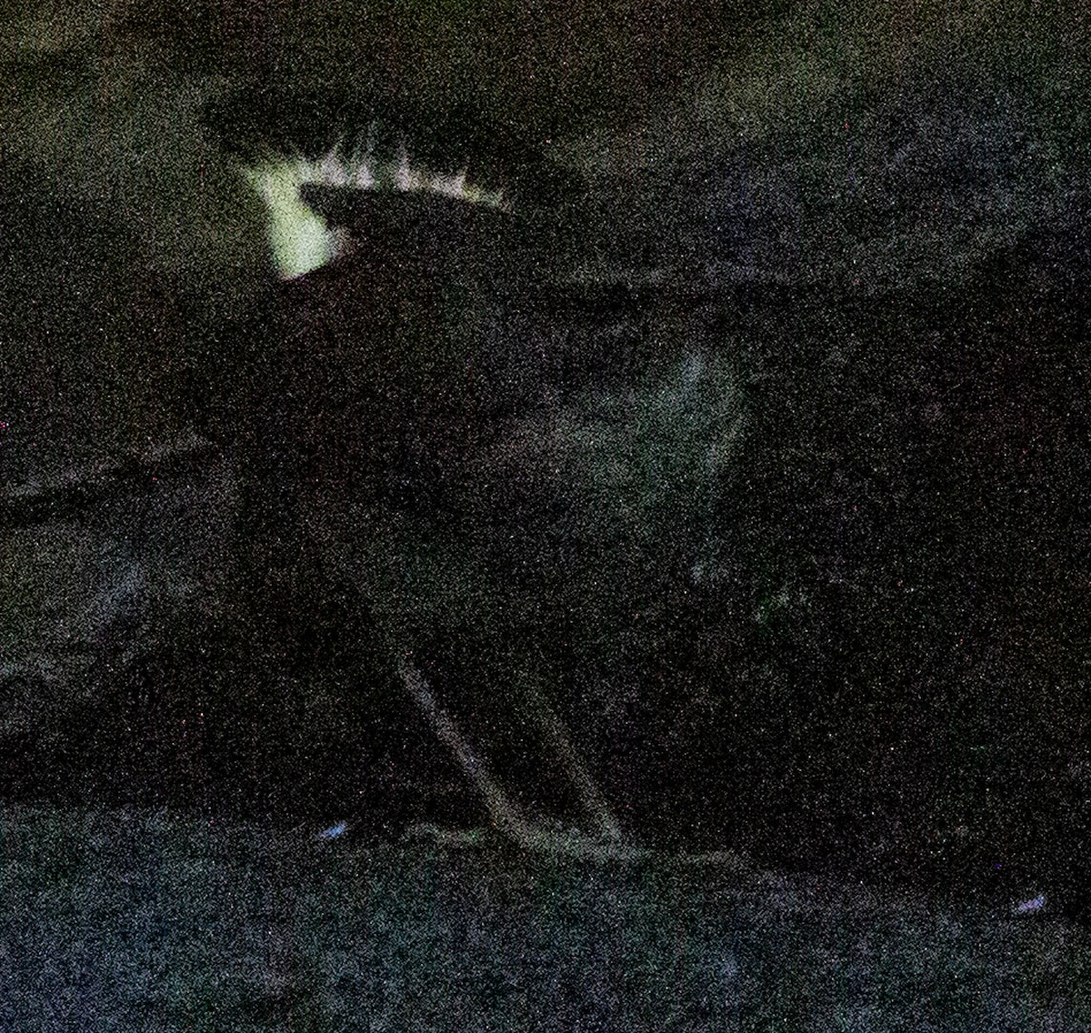 Buff-rumped Warbler - ML638607382