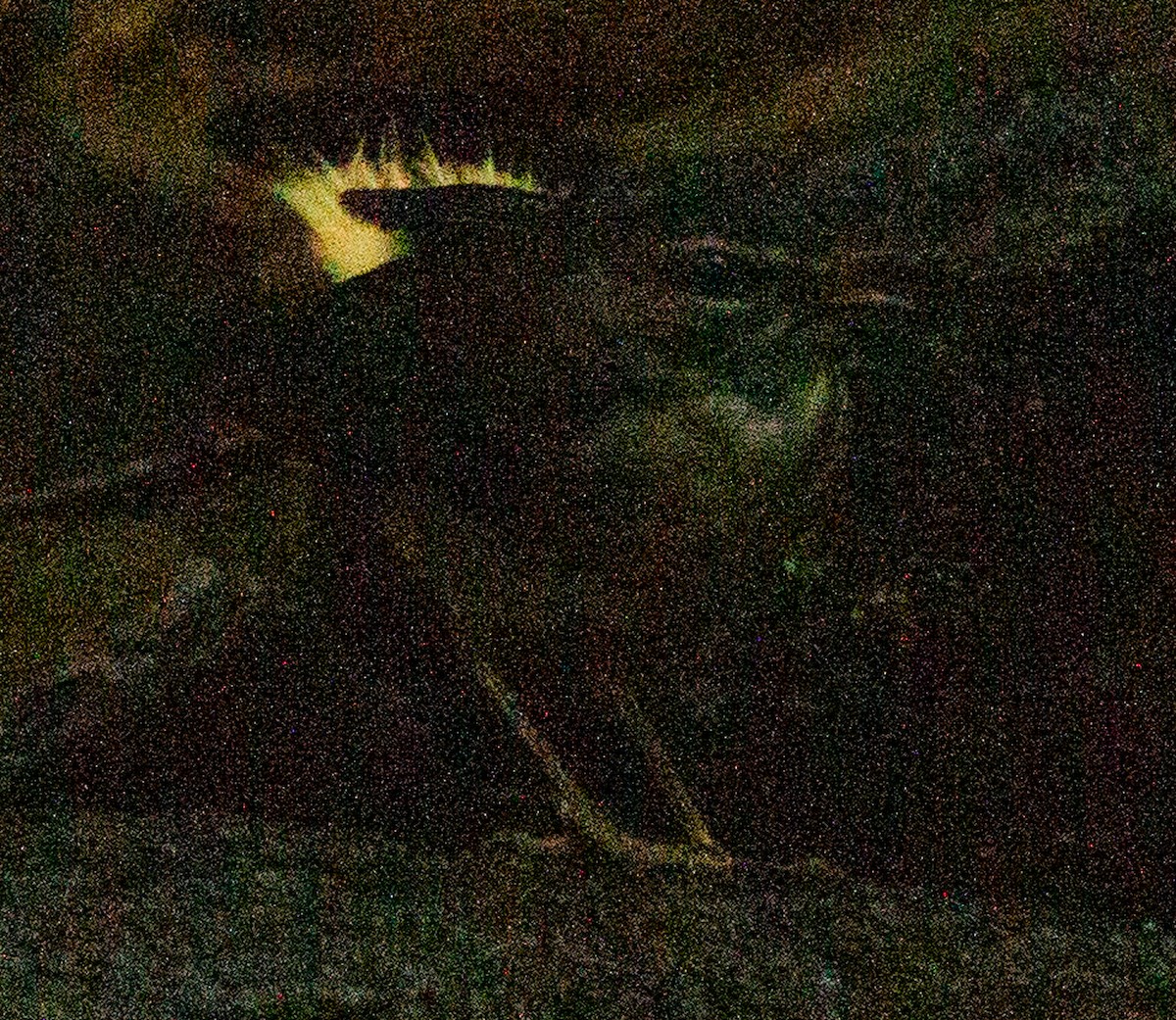 Buff-rumped Warbler - ML638607383